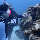 ダイバーの憧れ 渡嘉敷島の”ケラマブルー”の海で、記憶に残るファンダイブ